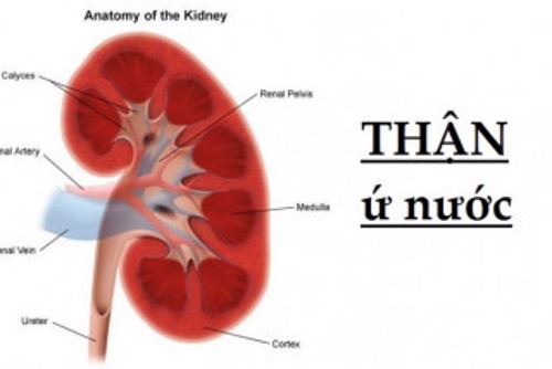 CÁCH PHÒNG VÀ CHỮA THẬN Ứ NƯỚC